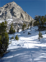 Trail to Morgan Pass