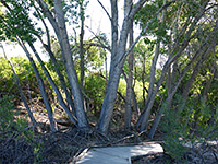 Marsh Trail