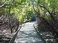 Boardwalk trail