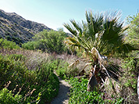 Big Morongo Canyon