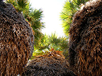 Palm tree trunks