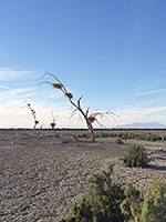 Mud flats