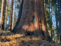 Base of a sequoia