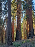 Tall sequoia