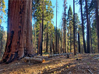 Large and small trees