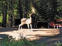 Mule deer