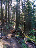 Sun through the trees