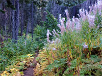 Fireweed by the trail