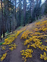Path over sloping ground