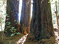 Redwood Creek Trail