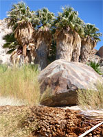 Big palms