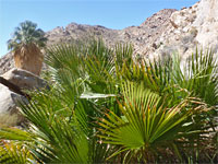 Young palm leaves