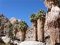 Victory Palms and Munsen Palms