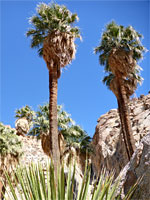 Blue sky above the palms