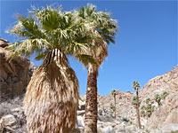 Scattered palms