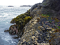 Mussels and sea palms