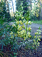 Narrow flowered lupine