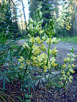 Lupinus angustiflorus