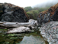 Dead tree at Enderts Beach