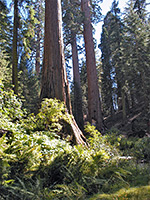 Spring on the North Grove Trail