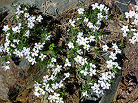 Five-petaled flowers