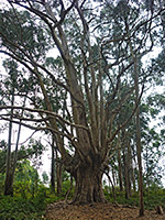 Eucalyptus tree