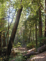 Path by Opal Creek