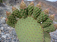 Opuntia basilaris - flower buds