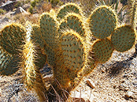California cacti