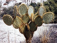 Opuntia chlorotica
