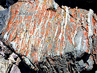 Orange lichen