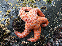 Orange sea star