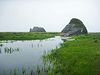 Marshy stream