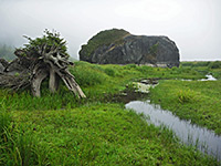 Tree, rock and stream