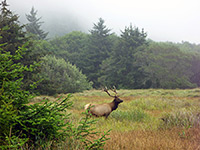 A lone elk