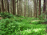 Ferny forest floor