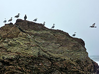 Line of gulls