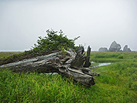 Small trees on old roots