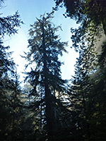 Top of a redwood