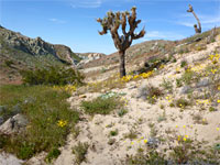 Sandy ground