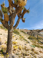 Joshua tree