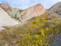 Yellow wildflowers