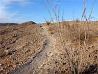 Ocotillo