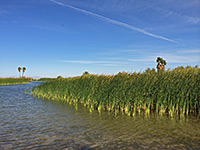 Reeds and palm trees