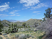 Hills and Joshua trees