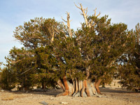 Patriarch Tree