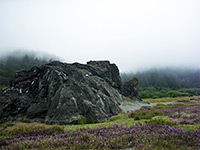 Pennyroyal flowers