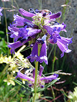 Penstemon heterodoxus