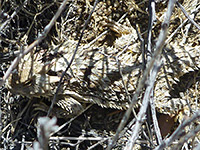 Blainville's horned lizard