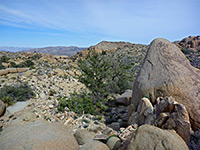 Trees and rocks